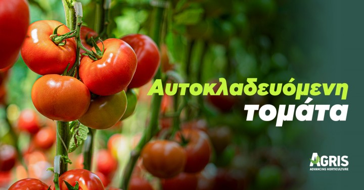 Αυτοκλαδευόμενη τομάτα: Τι είναι και πότε επιλέγεται για καλλιέργεια Αυτοκλαδευόμενη τομάτα: Τι είναι και πότε επιλέγεται για καλλιέργεια