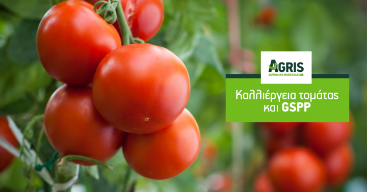 Πώς το πρότυπο GSPP επηρεάζει την παραγωγή τομάτας;