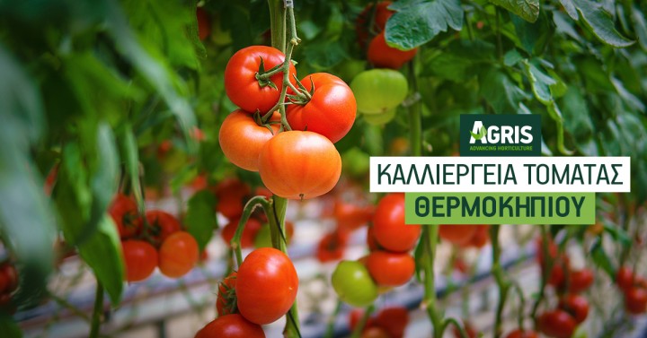 Καλλιέργεια θερμοκηπιακής τομάτας: Από την ωρίμανση στη συγκομιδή