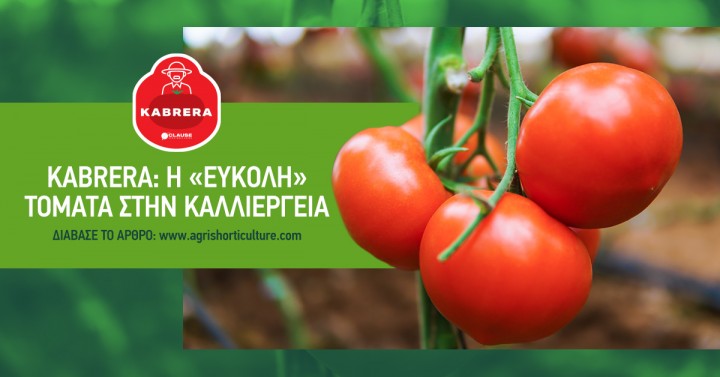 Kabrera: Η «εύκολη» τομάτα στην καλλιέργεια Kabrera: Η «εύκολη» τομάτα στην καλλιέργεια