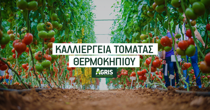 Καλλιέργεια τομάτας θερμοκηπίου: Επιλογή κατάλληλου γενετικού υλικού