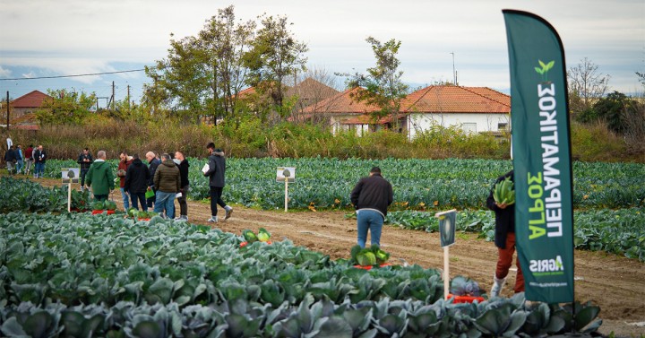 AGRIS Brassicas Open Field Days: Απολογισμός της εκδήλωσης AGRIS Brassicas Open Field Days: Απολογισμός της εκδήλωσης