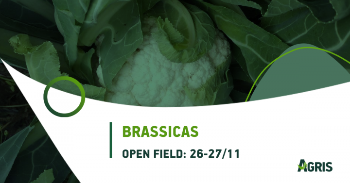 Παρουσίαση νέων Brassicas στο Open Field της AGRIS Παρουσίαση νέων Brassicas στο Open Field της AGRIS