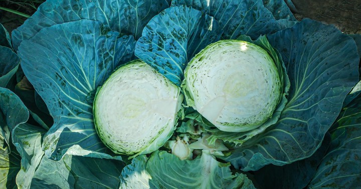 Brassicas Open Field Days