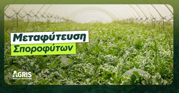 Μεταφύτευση σποροφύτων: Οι 11 διαδικασίες που πρέπει να ακολουθήσεις Μεταφύτευση σποροφύτων: Οι 11 διαδικασίες που πρέπει να ακολουθήσεις