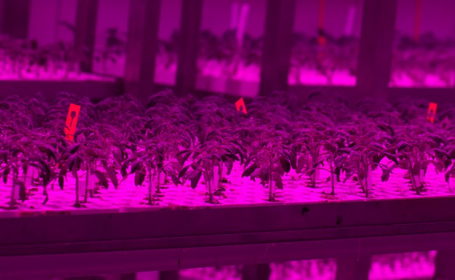 Επούλωση εμβολιασμένων φυτών με LED: Πώς επιτυγχάνεται και τι προσφέρει