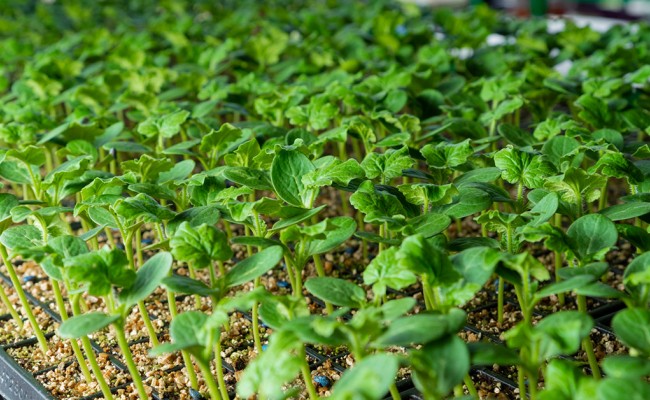 Βιοδιεργέτες στην λαχανοκομία: Τι πρέπει να γνωρίζει ο παραγωγός