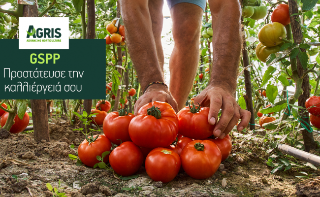 GSPP: Προστασία των καλλιεργειών τομάτας από το Clavibacter