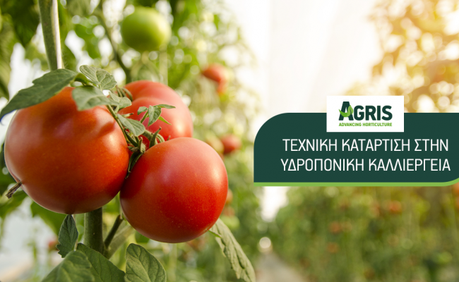 Πρόγραμμα κατάρτισης στην υδροπονική καλλιέργεια τομάτας σε συνεργασία με το ΑΠΘ