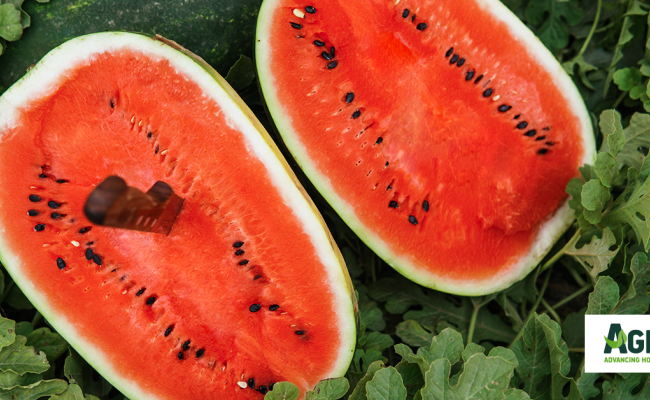 Ολιστική προσέγγιση στην παραγωγή καρπουζιού