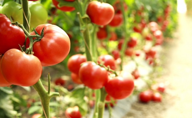 Τομάτα Kabrera: Επιλογή υψηλών αποδόσεων