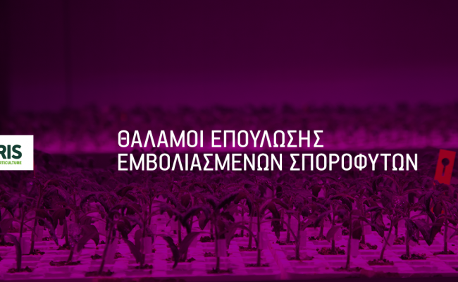 Υγιέστερα εμβολιασμένα σπορόφυτα χάρη στην τεχνολογία LED