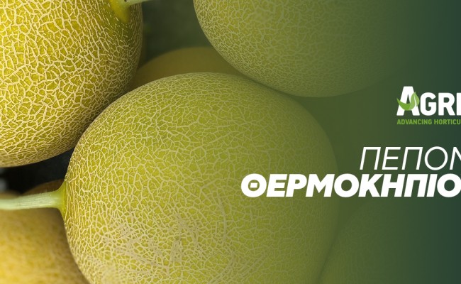 Πεπόνι θερμοκηπίου: Καλλιεργητικές οδηγίες