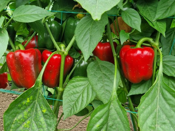 https://www.agrishorticulture.com/sites/www.agrishorticulture.com/files/styles/thumbnail/public/images/product/salomon_f1_.jpg?itok=MJtE_uAh