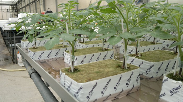 grafted_tomato_grodan_2plants