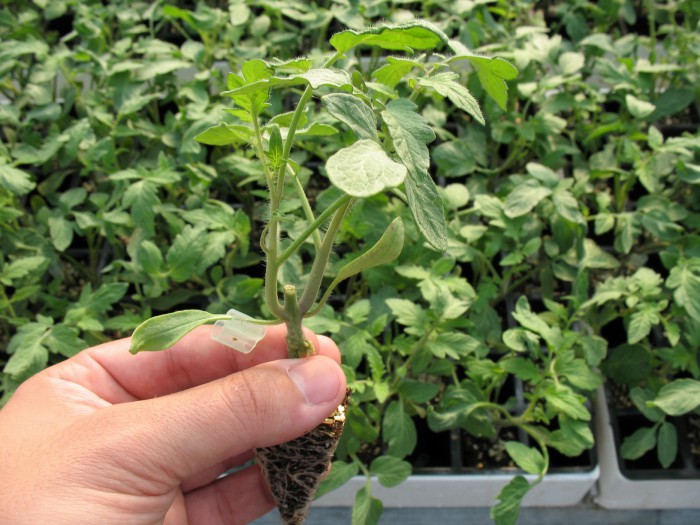 grafted_tomato_distelexo