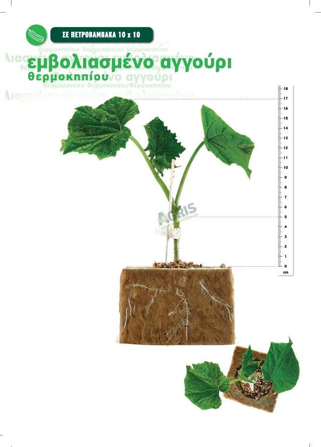 grafted_cucumber_grodan