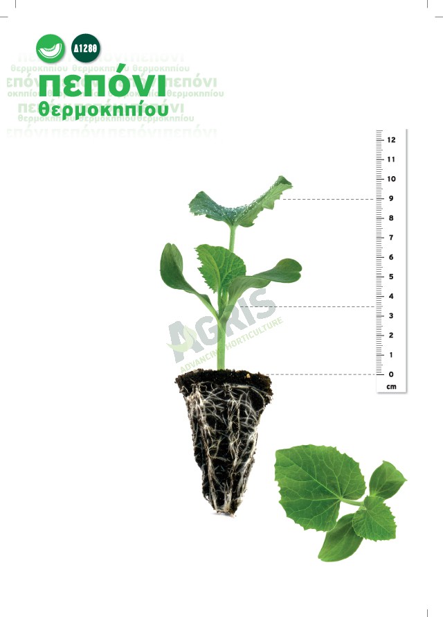 seedlings_melon