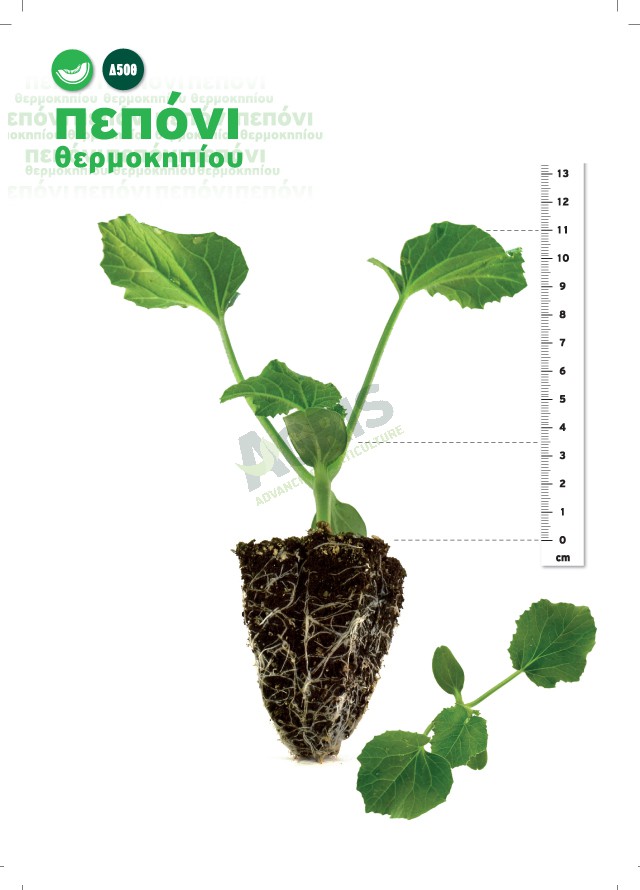 seedlings_melon