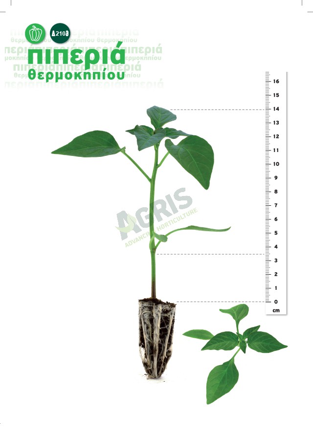 seedlings_pepper