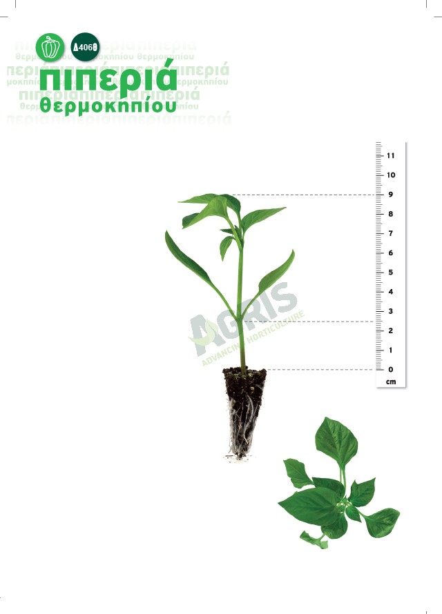seedlings_pepper