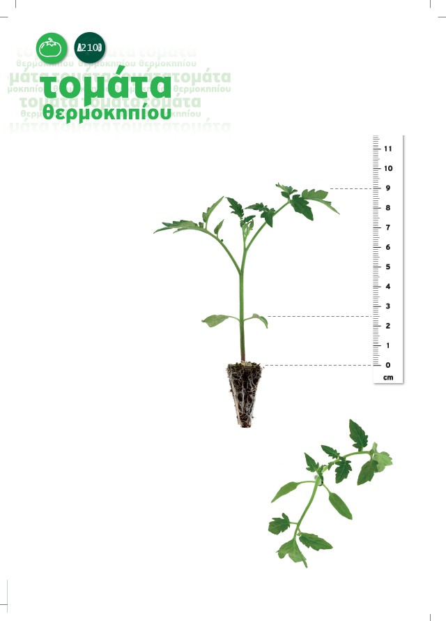 seedlings_tomato