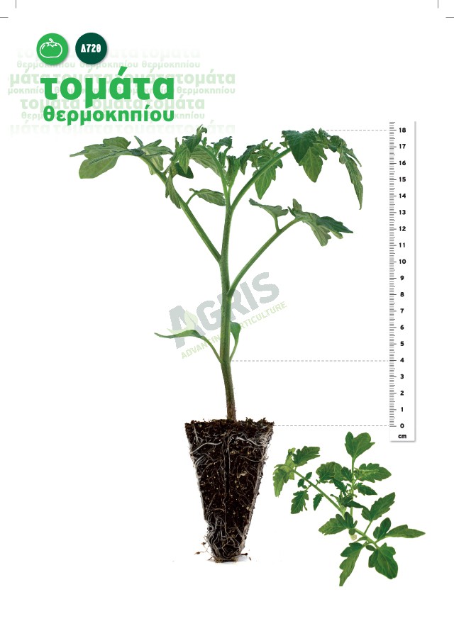 seedlings_tomato