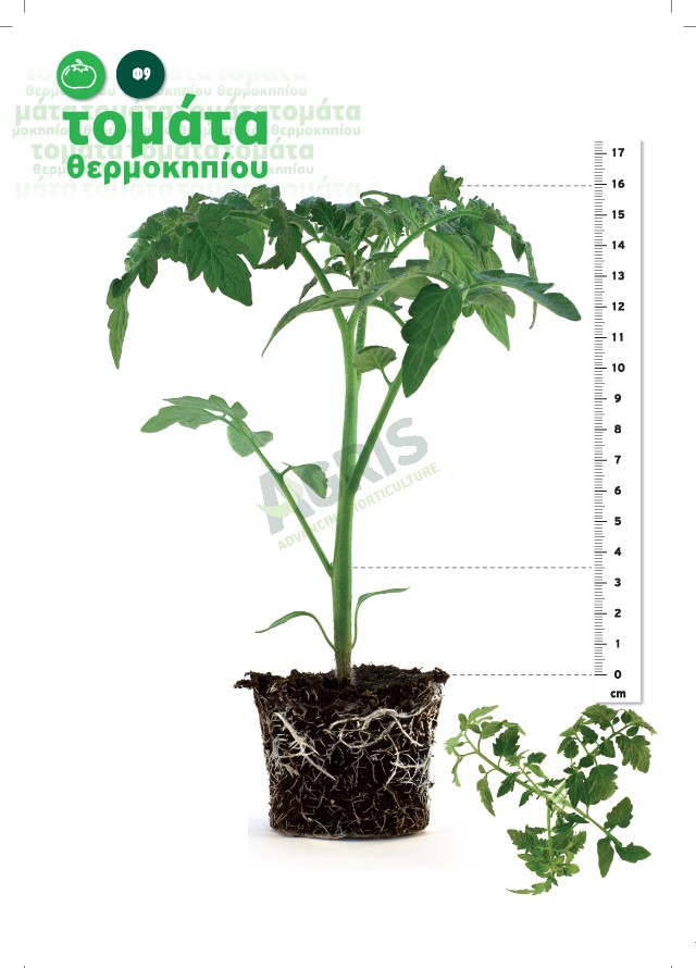 seedlings_tomato