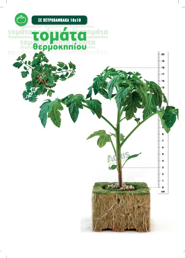 seedlings_tomato_grodan