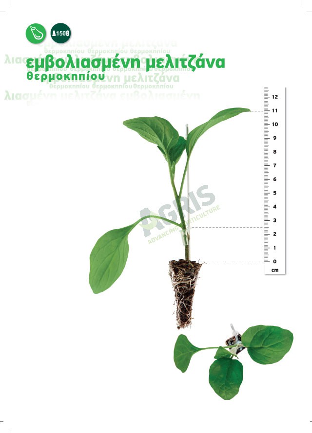 grafted_eggplant grafted_eggplant