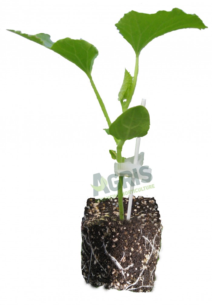 grafted_melon grafted_melon