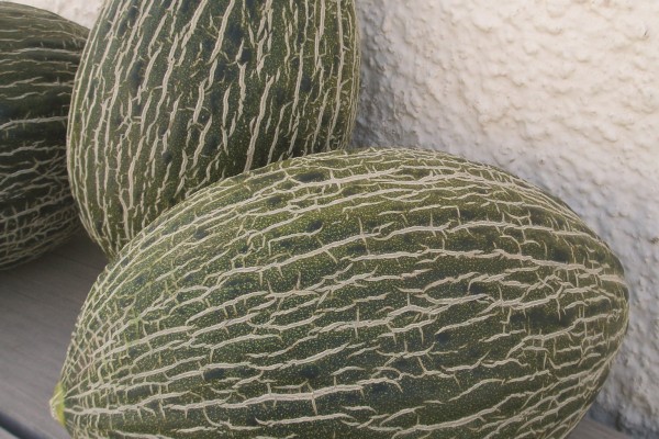 Piel de Sapo | Agris S.A, seeds, agricultural products